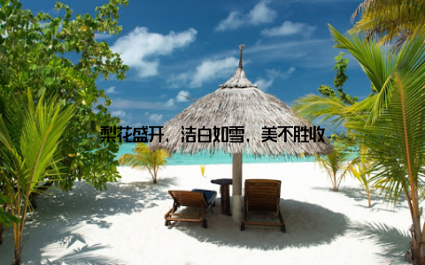 梨花盛开, 洁白如雪, 美不胜收